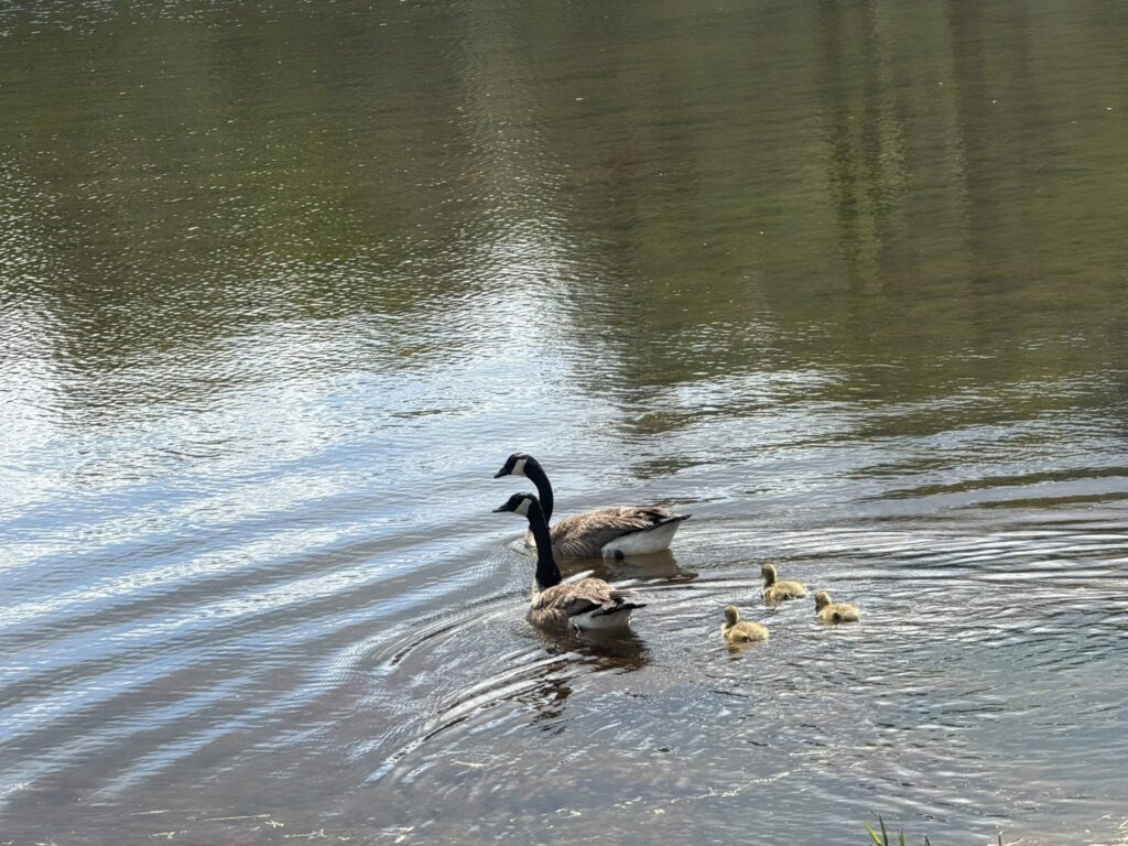 leisure lakes2